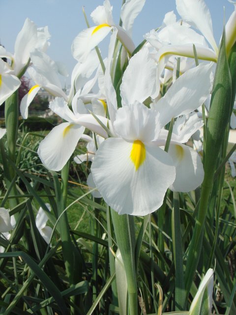 Iris xiphium 'Casablanca'